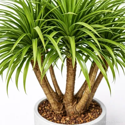 Dragon Tree - Dracaena Draco 'Multi' - 2
