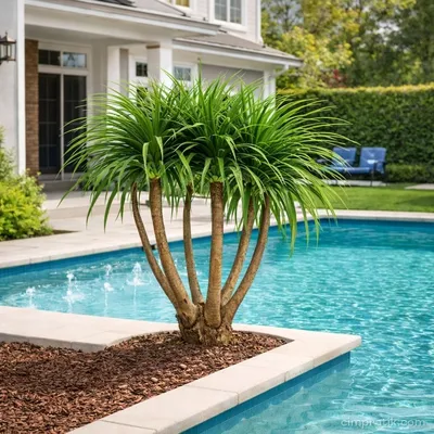 Dragon Tree - Dracaena Draco 'Multi' - 3