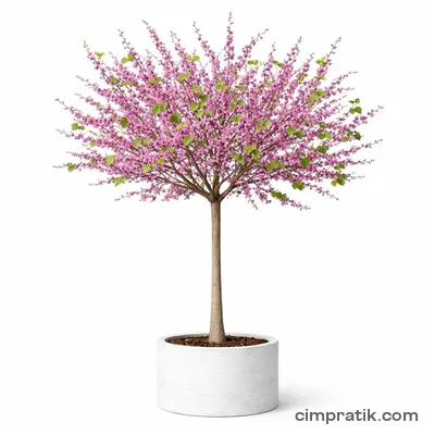 Erguvan (Cercis siliquastrum) - 3