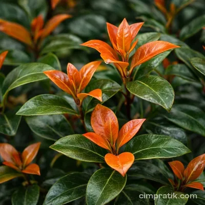 Surinam Cherry (Eugenia uniflora 'Etna Fire')