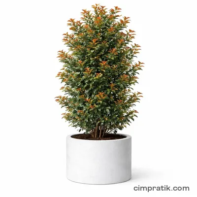Evgenya Çalısı (Eugenia uniflora 'Etna Fire') - 3