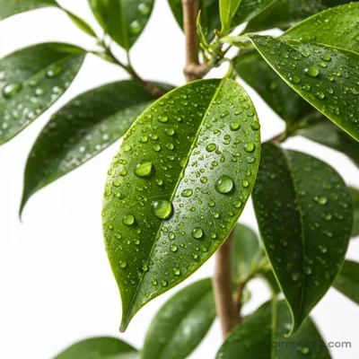 Ficus Benjamina Bitkisi - 2
