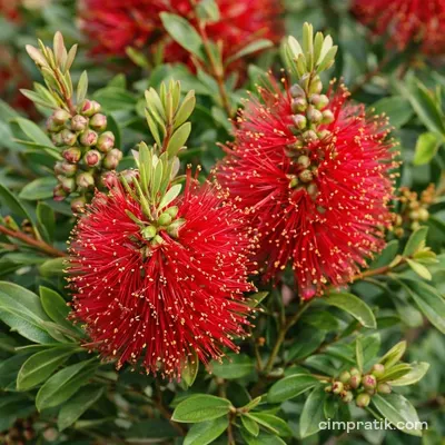 Bottlebrush Plant (Callistemon citrinus)
