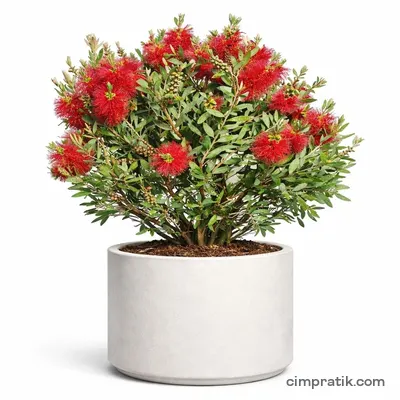 Fırça Çalısı (Callistemon citrinus) - 3