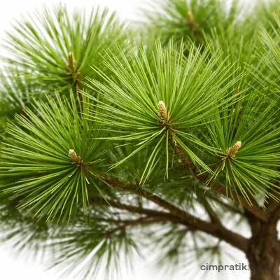 Fıstık Çamı (Pinus pinea)