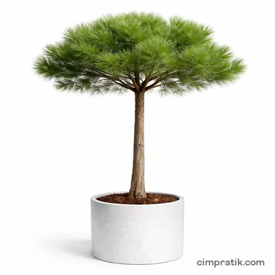 Fıstık Çamı (Pinus pinea) - 3