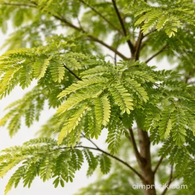 Gladiçya (Gleditsia triacanthos)