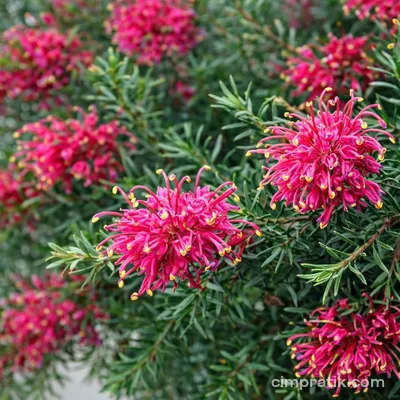 Grevilya Çalısı (Grevillea juniperina)