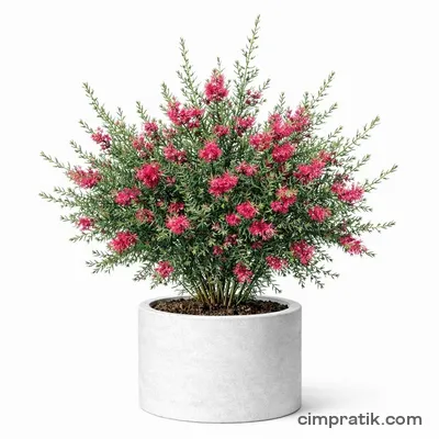 Grevilya Çalısı (Grevillea juniperina) - 3