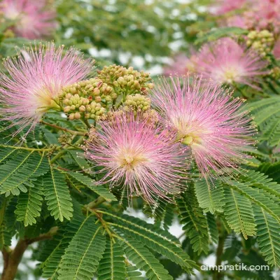 Gülibrişim (Albizia julibrissin)