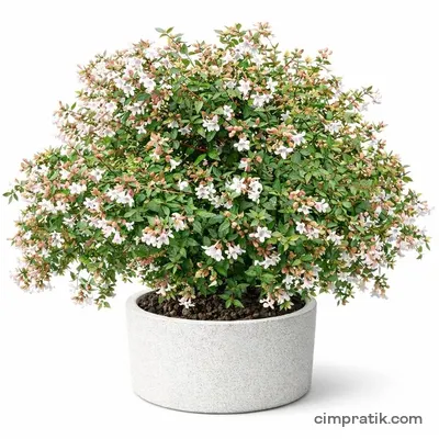 Güzellik Çalısı (Abelia grandiflora) - 3
