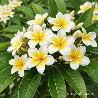 Hint Mabet Ağacı (Plumeria rubra)