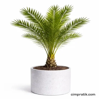 Canary Island Date Palm - Phoenix Canariensis