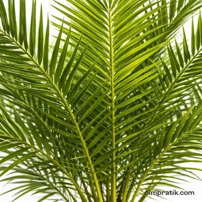 Hurma Ağacı - Phoenix Canariensis - 2
