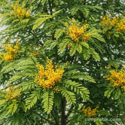 İpek Ağacı (Grevillea robusta)