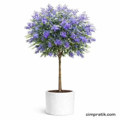 Jacaranda - Jacaranda Mimosifolia