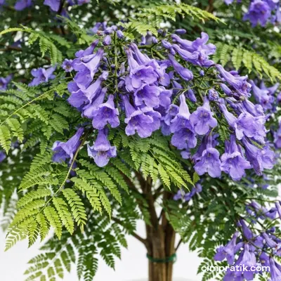 Jacaranda - Jacaranda Mimosifolia - 2