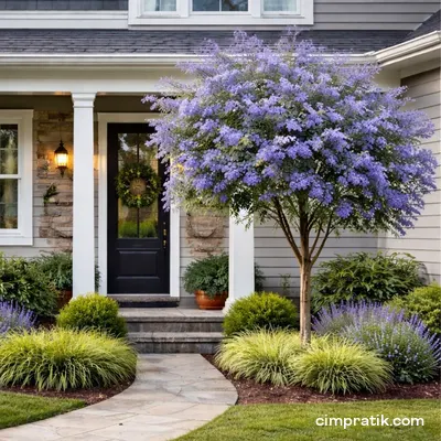 Jacaranda - Jacaranda Mimosifolia - 3