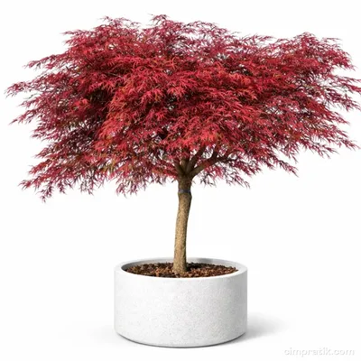 Japon Akçaağacı - Acer Palmatum 'Dissectum Atropurpureum'