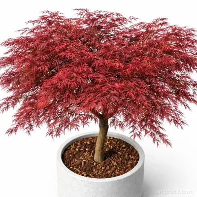 Japon Akçaağacı - Acer Palmatum 'Dissectum Atropurpureum' - 2