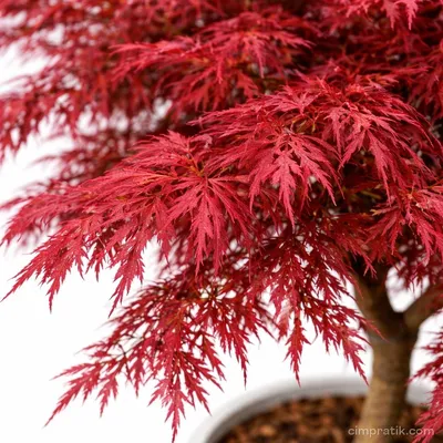 Japon Akçaağacı - Acer Palmatum 'Dissectum Atropurpureum' - 3