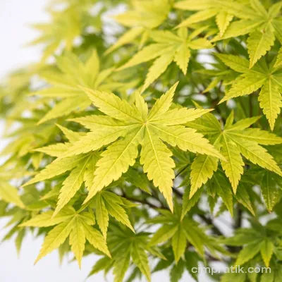 Japon Akçaağacı (Acer palmatum)