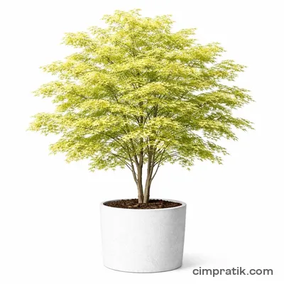 Japanese Maple (Acer palmatum) - 3