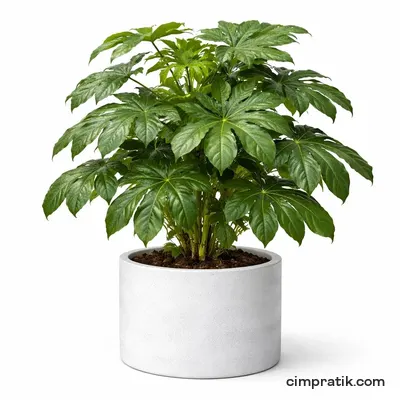 Japon Çınarı - Fatsia Japonica