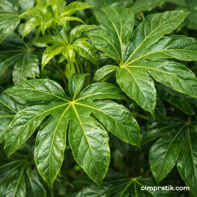 Japon Çınarı - Fatsia Japonica - 2