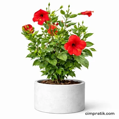 Japon Gülü - Hibiscus Rosa-Sinensis