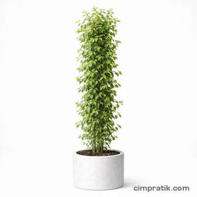 Japon Hanımeli (Lonicera japonica) - 3