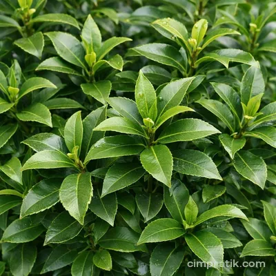 Japon Kurtbağrı (Ligustrum japonicum)
