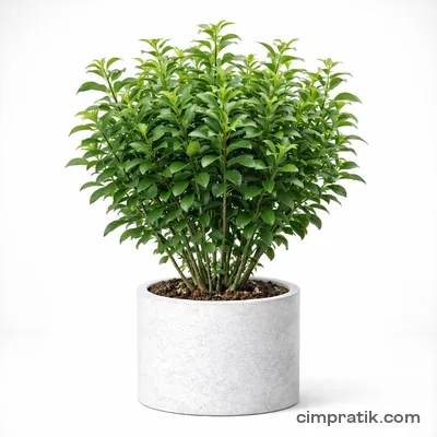 Japanese Privet (Ligustrum japonicum) - 3