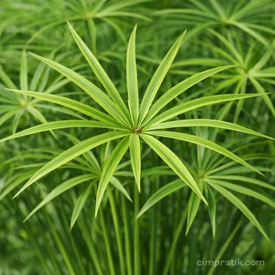 Japon Şemsiyesi - Cyperus Alternifolius