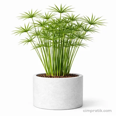 Umbrella Plant - Cyperus Alternifolius - 3