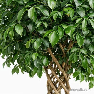 Kafes Örgü Gövdeli Benjamin - Ficus Benjamina
