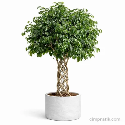 Kafes Örgü Gövdeli Benjamin - Ficus Benjamina - 3