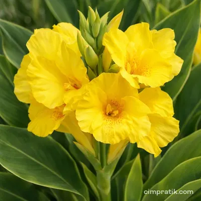 Kana - Tespih Çiçeği (Canna indica)