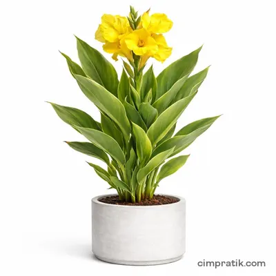 Canna Lily (Canna indica) - 3