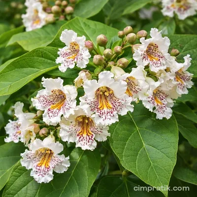 Katalpa (Catalpa bignonioides)