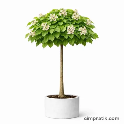 Katalpa (Catalpa bignonioides) - 3