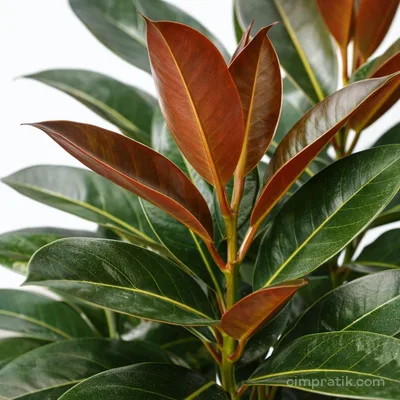 Kauçuk Bitkisi - Ficus Elastica