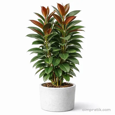 Rubber Plant - Ficus Elastica - 3