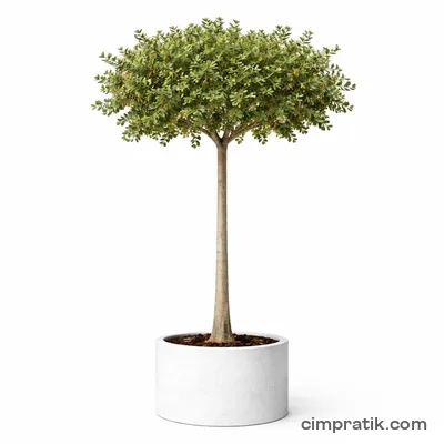 Carob Tree (Ceratonia siliqua) - 3