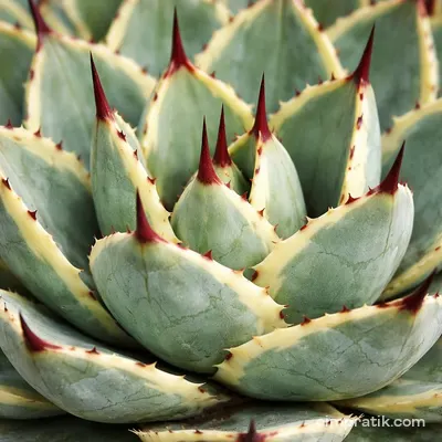 Butterfly Agave (Agave potatorum) - 2