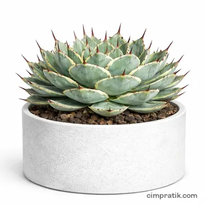 Butterfly Agave (Agave potatorum) - 3