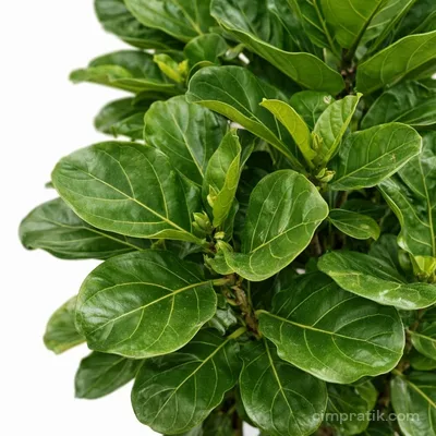 Keman Yapraklı Kauçuk - Ficus Lyrata