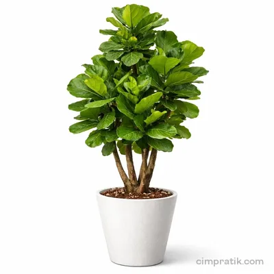 Fiddle Leaf Fig - Ficus Lyrata - 3