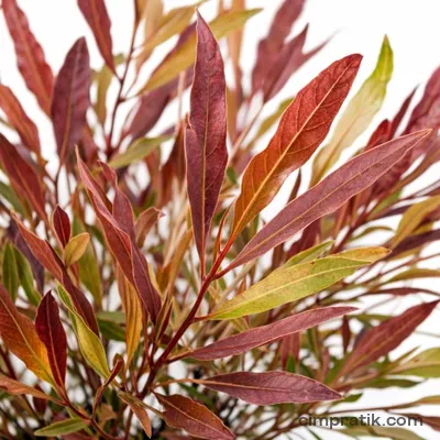 Kırmızı Dodenya (Dodonea viscosa 'Purpurea')