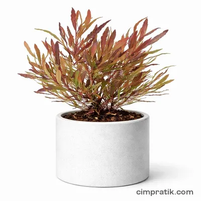 Kırmızı Dodenya (Dodonea viscosa 'Purpurea') - 3